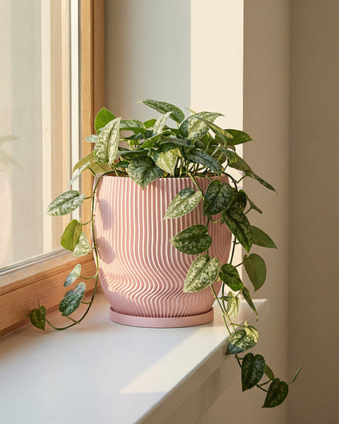 A pink planter pot with a plant sitting on a windowsill. The pot has a unique, wavy design.