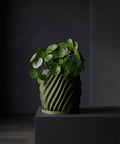 A green Pilea peperomioides plant in a matching green planter pot with a spiral design, sitting on a dark gray surface.