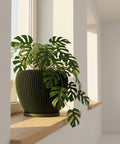 A green Monstera plant sits in a dark green planter pot with vertical ridges, on a light wooden shelf by a window.