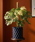 A variegated Monstera plant in a dark blue planter pot with a textured, geometric design, sitting on a wooden stand.