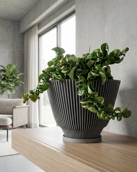A Hoya plant sits in a gray, striped planter on a light wood table. The plant's vines cascade over the sides of the pot. In the background, a window lets in natural light, and a glimpse of a living room with a sofa and another plant can be seen.