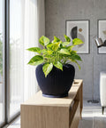 A vibrant pothos plant sits in a dark blue, vertically ribbed planter pot on a light wood cabinet.