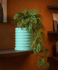 A monstera adansonii plant in a light blue, ribbed planter pot sits on a dark wood shelf against an orange wall.