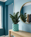 A ZZ plant in a light blue diamond-patterned planter sits on a wooden table in a blue room with a round mirror.