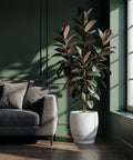 A modern living room features a large rubber plant in a white, textured planter pot, next to a gray sofa and a window.