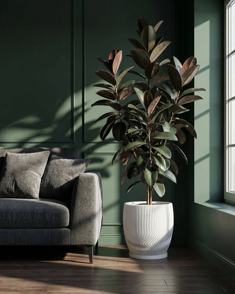 A modern living room features a large rubber plant in a white, textured planter pot, next to a gray sofa and a window.