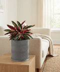 A Stromanthe Triostar plant sits in a gray planter pot with a wavy design on a wooden table.