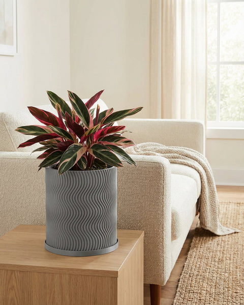 A Stromanthe Triostar plant sits in a gray planter pot with a wavy design on a wooden table.