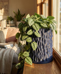 A blue planter pot with a silver pothos plant sits on a wooden window sill, illuminated by sunlight.
