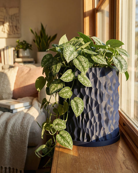 A blue planter pot with a silver pothos plant sits on a wooden window sill, illuminated by sunlight.