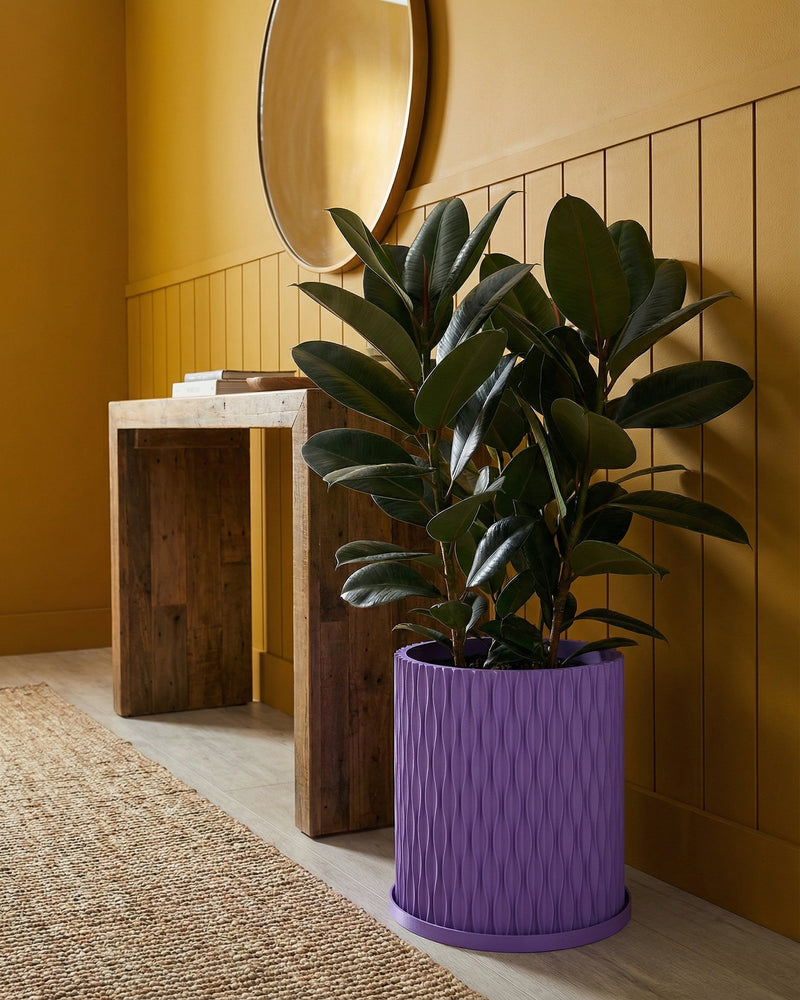 A spider plant in a purple planter pot sits on a dark wood table next to a gray sofa.