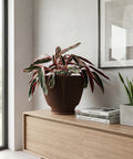 A Stromanthe plant in a brown, fluted planter pot sits atop a light wood cabinet. The plant has green and pink striped leaves. Next to the planter are three stacked books and another plant in a gray pot. A framed piece of art hangs on the wall behind the plants.