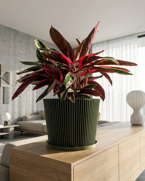 A green planter pot with a banana plant inside, sitting on a wooden stool. The pot has a geometric pattern.