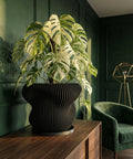 A black planter pot with a Venus flytrap plant sits on a wooden shelf in front of an orange wall.
