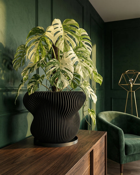 A black planter pot with a Venus flytrap plant sits on a wooden shelf in front of an orange wall.
