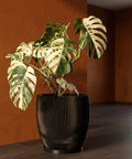 A Monstera Albo plant sits in a black, ridged planter pot with a matching saucer, set against a textured orange wall and dark wood floor.