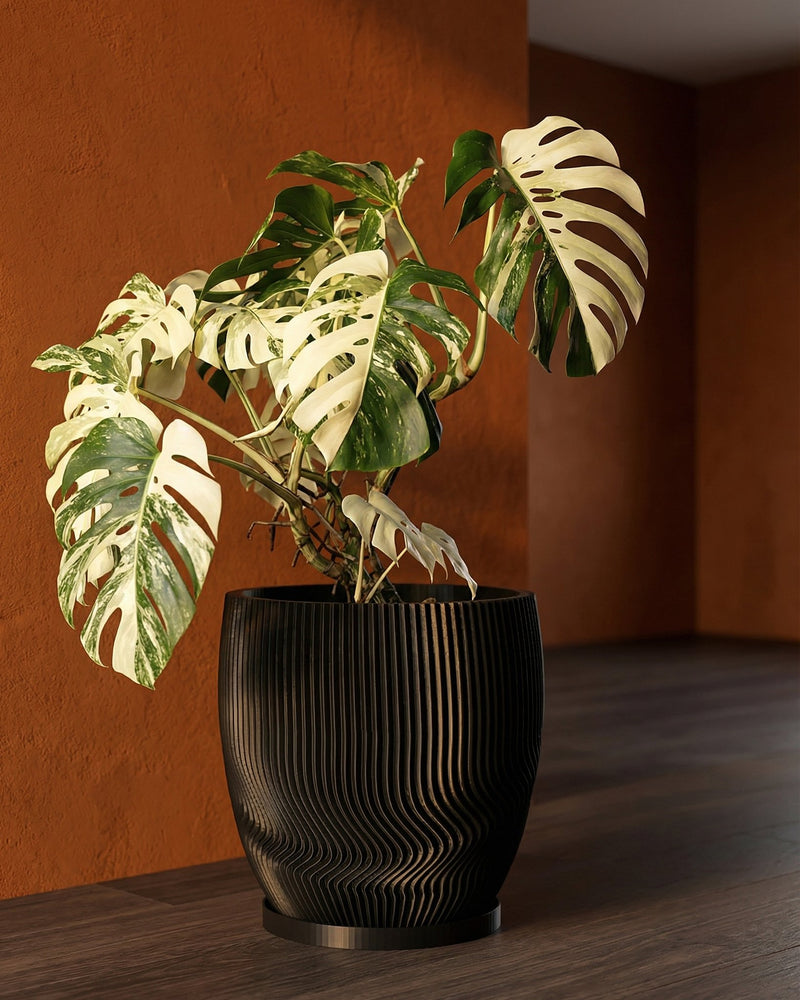 A Monstera Albo plant sits in a black, ridged planter pot with a matching saucer, set against a textured orange wall and dark wood floor.