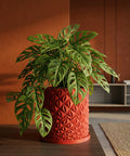 A vibrant Monstera adansonii plant in a geometric, coral-colored planter pot sits on a wooden surface.
