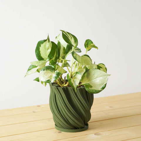 Avocado Green Fractal