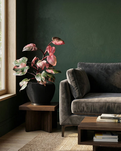 A black planter pot with a pink and green plant sits on a wooden table next to a grey couch in a room with dark green walls.