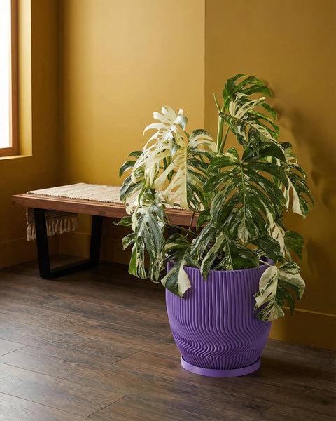 A vibrant variegated Monstera plant sits in a purple planter pot with a unique wavy design.