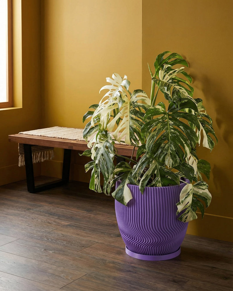 A vibrant variegated Monstera plant sits in a purple planter pot with a unique wavy design.