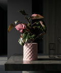 A Philodendron plant sits in a pink planter pot on a windowsill, bathed in sunlight. The pot has a woven texture.
