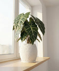 A potted Alocasia plant sits on a wooden shelf in front of a window. The plant is in a white, textured planter pot.