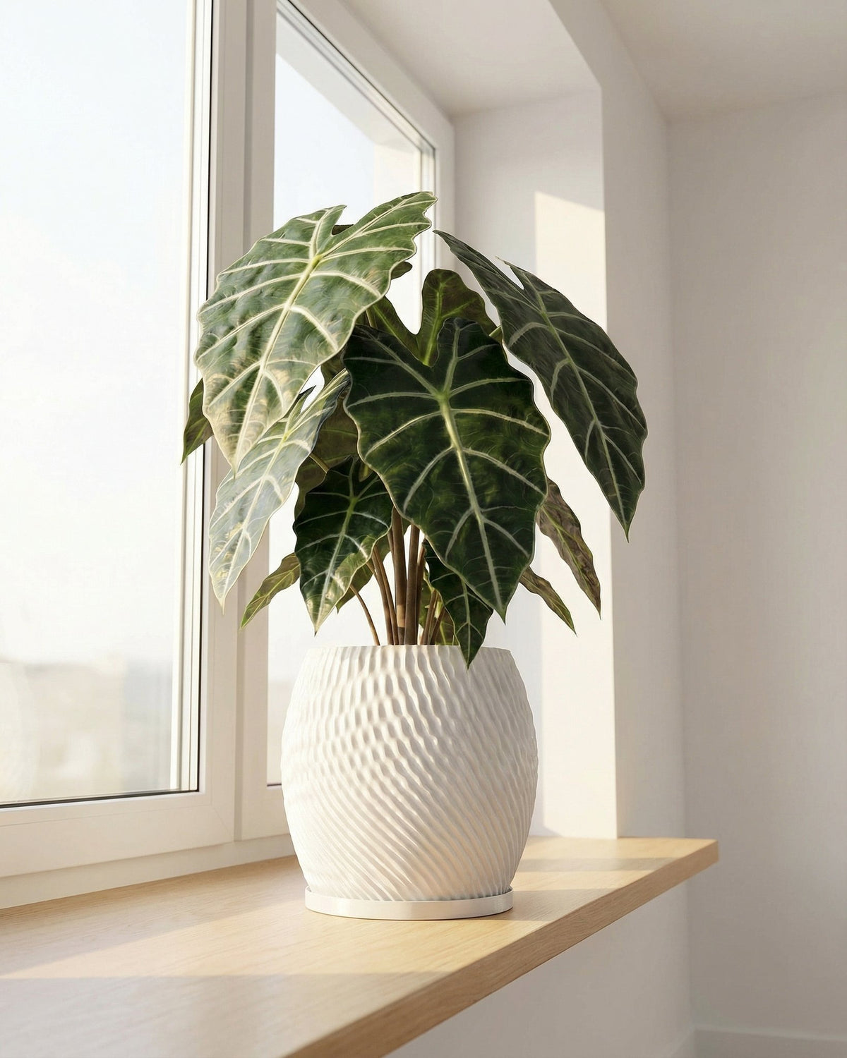 A potted Alocasia plant sits on a wooden shelf in front of a window. The plant is in a white, textured planter pot.