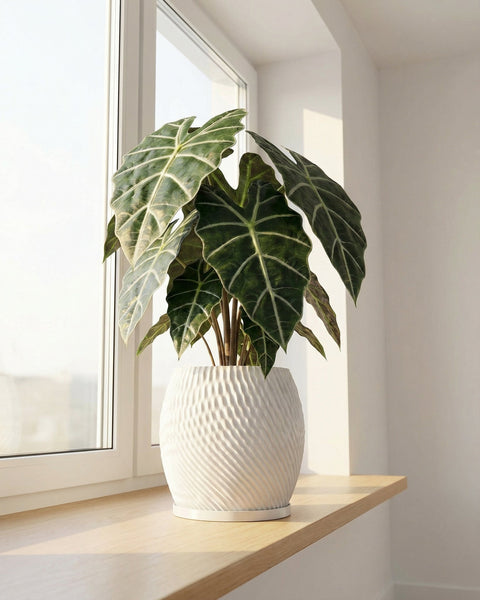 A potted Alocasia plant sits on a wooden shelf in front of a window. The plant is in a white, textured planter pot.