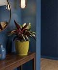 A vibrant plant in a textured, yellow planter pot sits atop a dark wooden table, adding a pop of color to the blue-toned room.