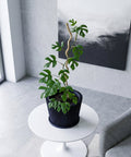A money tree in a dark blue planter pot sits in the corner of a hallway with dark red walls and a light brown rug.