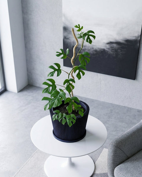 A money tree in a dark blue planter pot sits in the corner of a hallway with dark red walls and a light brown rug.