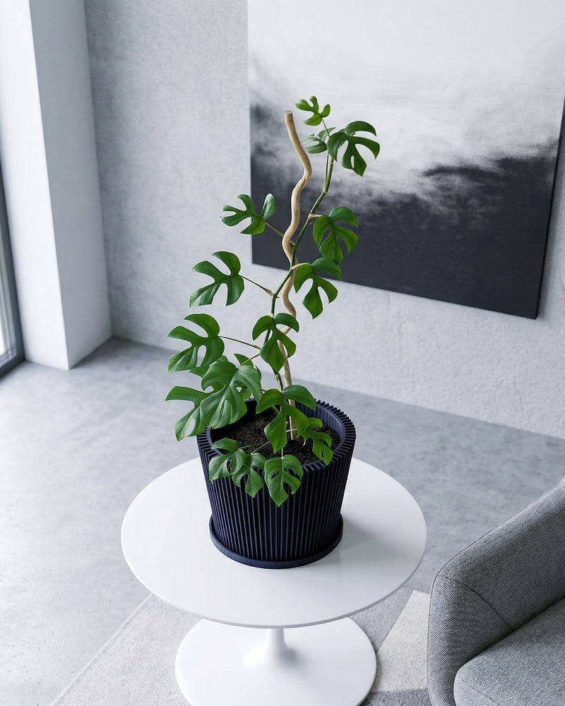 A money tree in a dark blue planter pot sits in the corner of a hallway with dark red walls and a light brown rug.