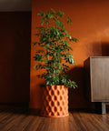 A tall green plant in an orange planter pot with a textured, wavy design, sitting on a dark wood floor.
