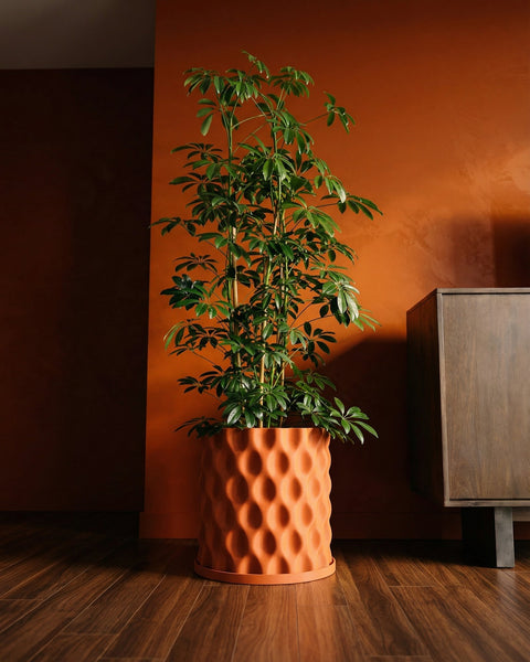 A tall green plant in an orange planter pot with a textured, wavy design, sitting on a dark wood floor.