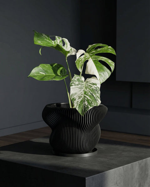 A spider plant sits in a black, vertically-ribbed, round planter pot on a light wood table against an orange wall.
