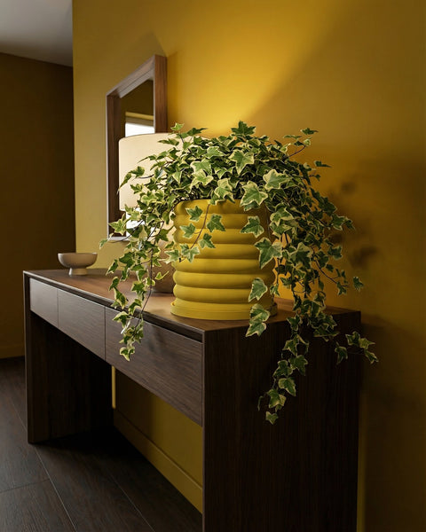 A yellow ribbed planter pot with a trailing ivy plant sits on a dark wood console table against a yellow wall.