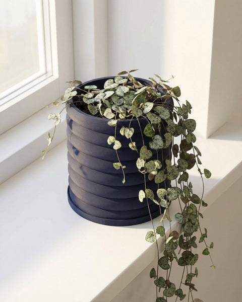 A String of Hearts plant in a navy blue, ribbed planter pot sits on a white windowsill.