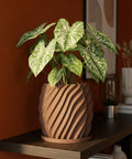 A planter pot with a plant sits on a shelf. The pot is a light brown color and has a wavy design. The plant has green and white leaves.