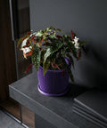 A begonia plant in a purple, geometric-patterned planter pot sits on a windowsill.