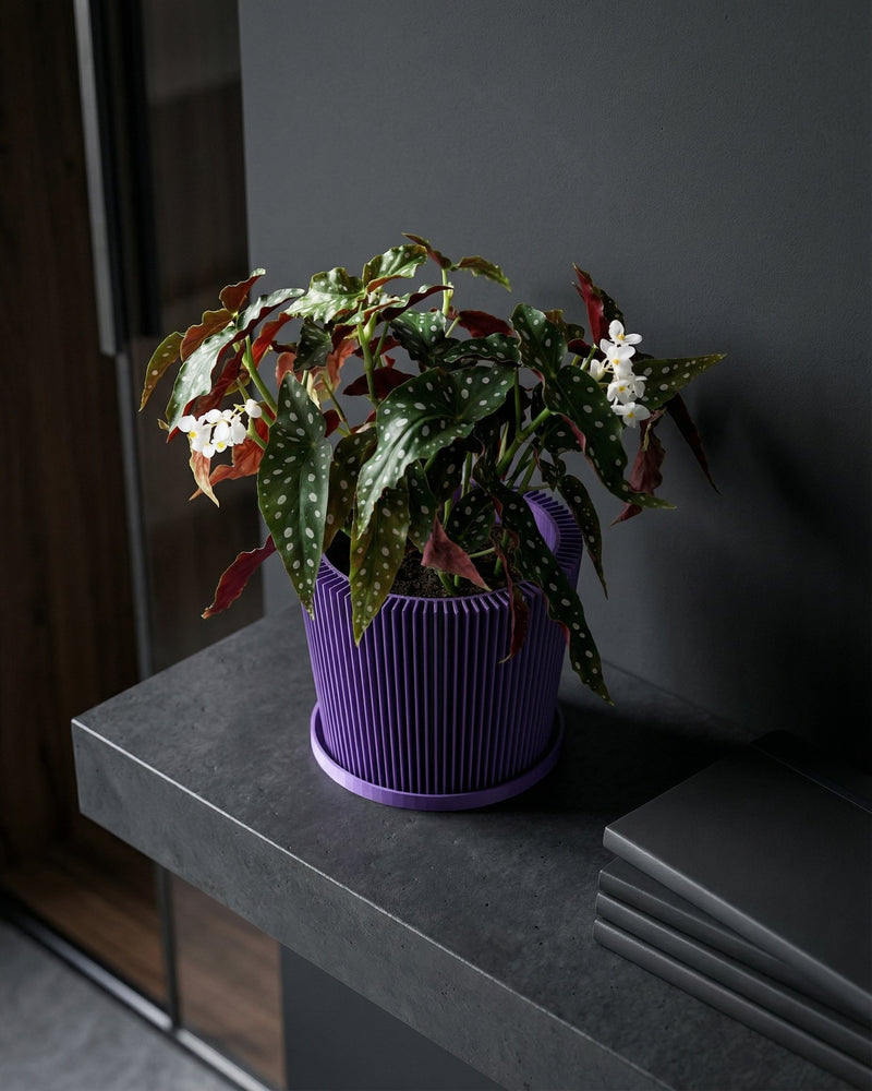 A begonia plant in a purple, geometric-patterned planter pot sits on a windowsill.
