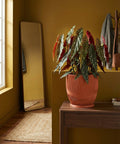 A begonia plant in an orange planter pot sits on a wooden table in a room with mustard-colored walls.