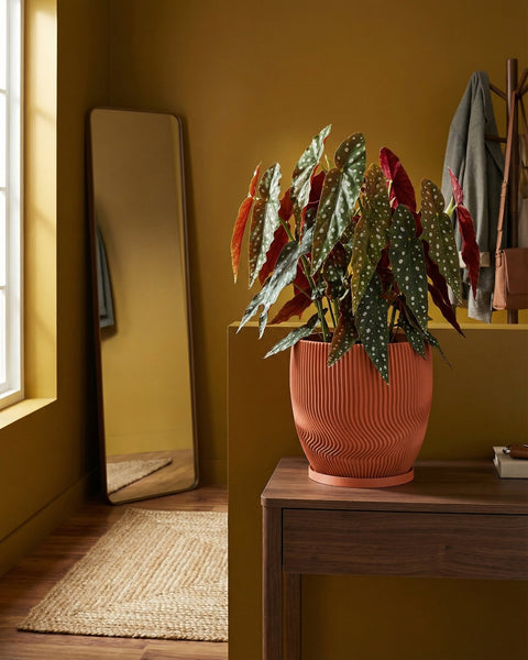 A begonia plant in an orange planter pot sits on a wooden table in a room with mustard-colored walls.