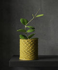 A yellow planter pot with a geometric design sits on a dark shelf, holding a green plant with heart-shaped leaves.