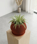 A money tree plant in a ribbed, terracotta-colored planter pot sits on a dark wood cabinet against a textured gray wall. In the background, a modern floor lamp stands near a window with sheer white curtains.