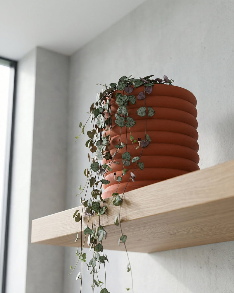 A terracotta planter pot with a string of hearts plant cascading over the side, sitting on a light wooden shelf.