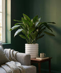 A large cast iron plant in a white ribbed planter pot sits on a wooden side table next to a gray sofa with a throw blanket.