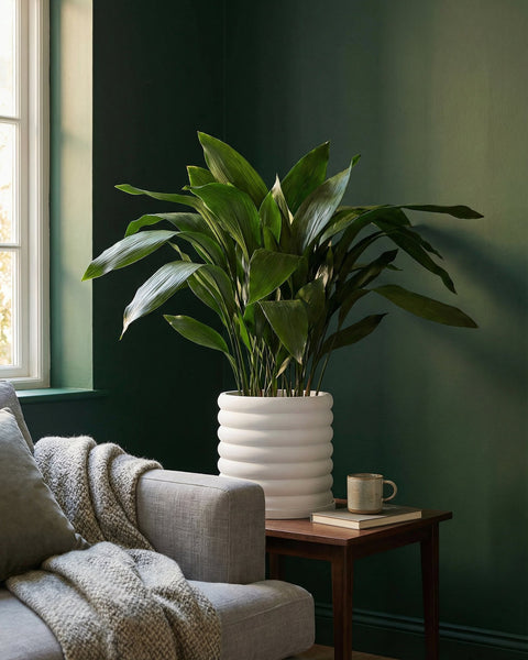 A large cast iron plant in a white ribbed planter pot sits on a wooden side table next to a gray sofa with a throw blanket.