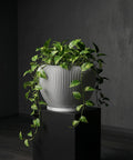 A pothos plant in a gray, vertically ribbed planter pot sits atop a black pedestal against a dark gray wall.